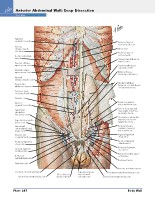 Frank H. Netter, MD - Atlas of Human Anatomy (6th ed ) 2014, page 283